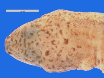 Media type: image; Herpetology R-144392